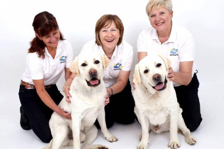Barking Mad Dog Sitting Team With Two Labradors