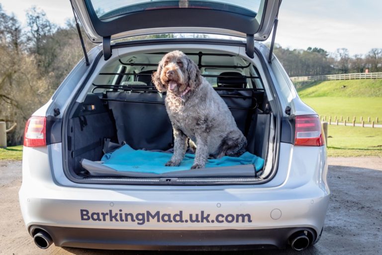 Dog In Car Barking Mad Nottingham