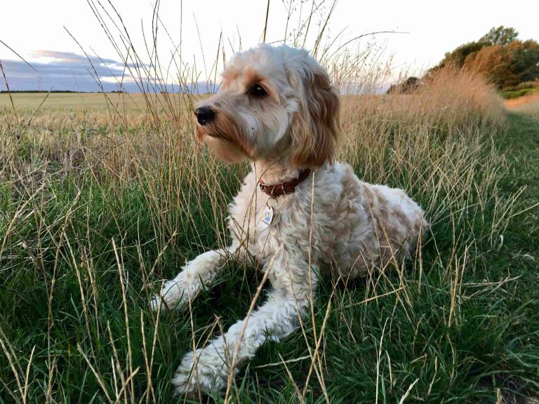 sunset dog holiday at the beach cockapoo enjoy Barking Mad