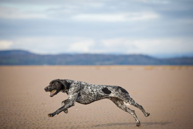 dog beach running jumping barking mad home boarding