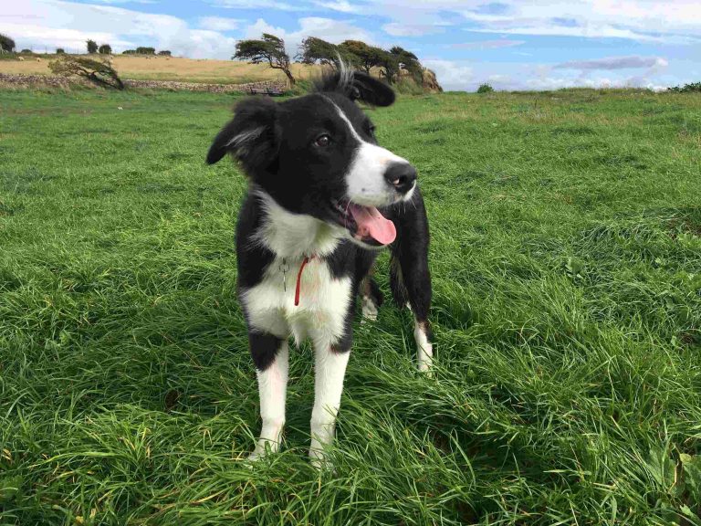 Paddy Paws shore Bolton Le Sands collie border puppy tongue out beach barking mad Dog sitting