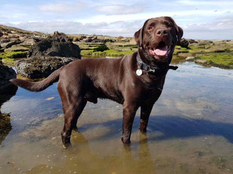 Barking mad dog at the seaside labrador in water wet holiday