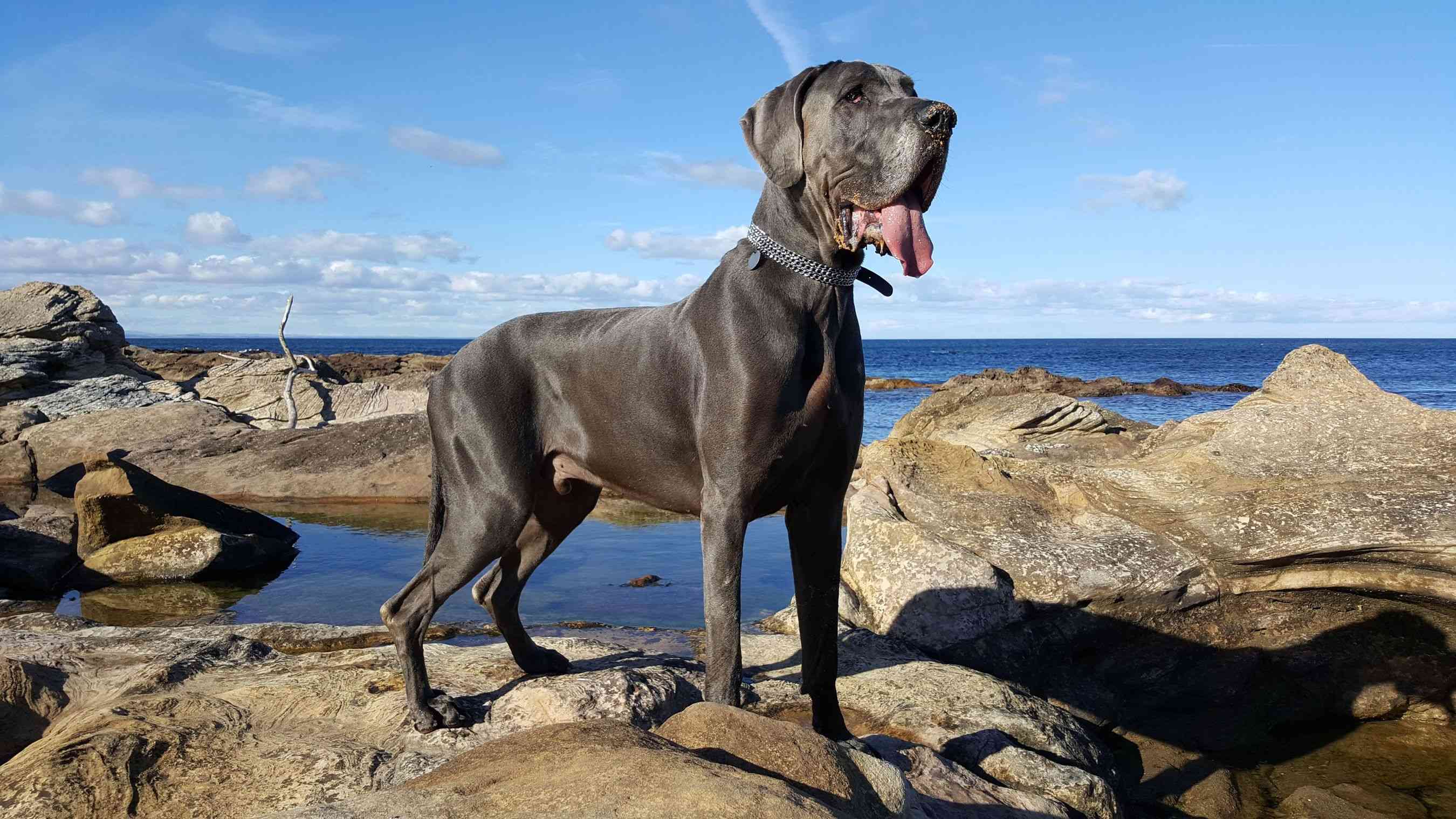 Great Dane by the sea on the rocks grey blue skies barking mad dog sitting home boarding