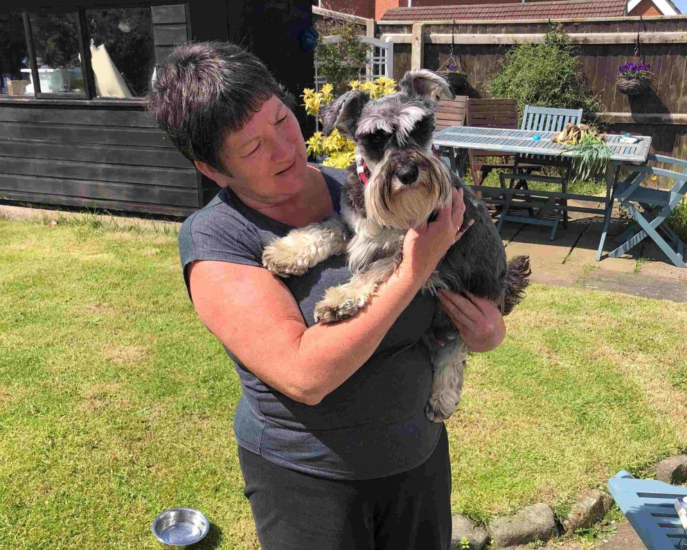 Dog Sitter Host Garden Barking Mad Mini Schnauzer Summer