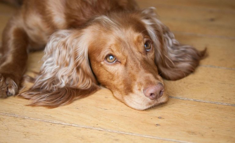 Maddy Cocker Spaniel Wooden Floor Dog Sitting Barking Mad right