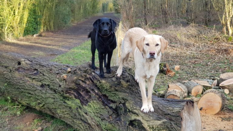 Dogs Bobs And Inca Belonging To Barking Mad Dog Sitters Tony And Anna